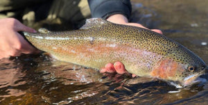 January 2025 Winters Fishing @Connetquot River State Park • “We’re Here All Year”