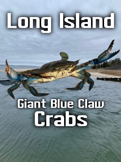 '2024 Long Island is known for its abundant blue claw crabs-Crabs Are In!!